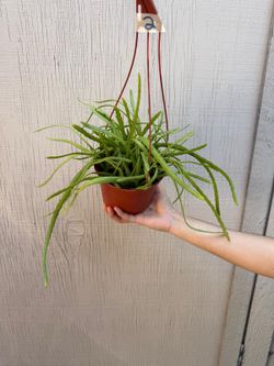 6”rhipsalis boliviana