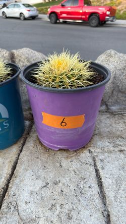 Cactus Plant #6