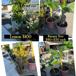 Yard Sale