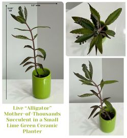 Live “Alligator” Mother-of-Thousands Succulent in a Small Lime Green Ceramic Planter