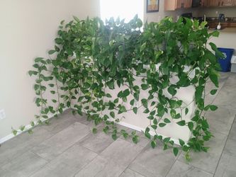 House plants