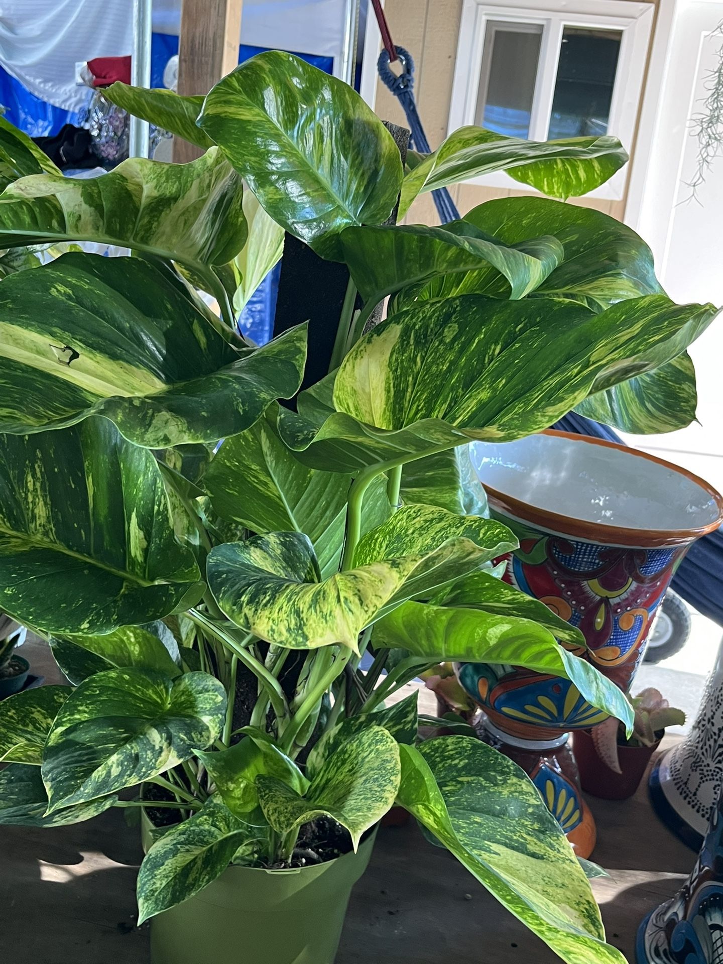 Hawaian Pothos In 12” Pots $90 Each