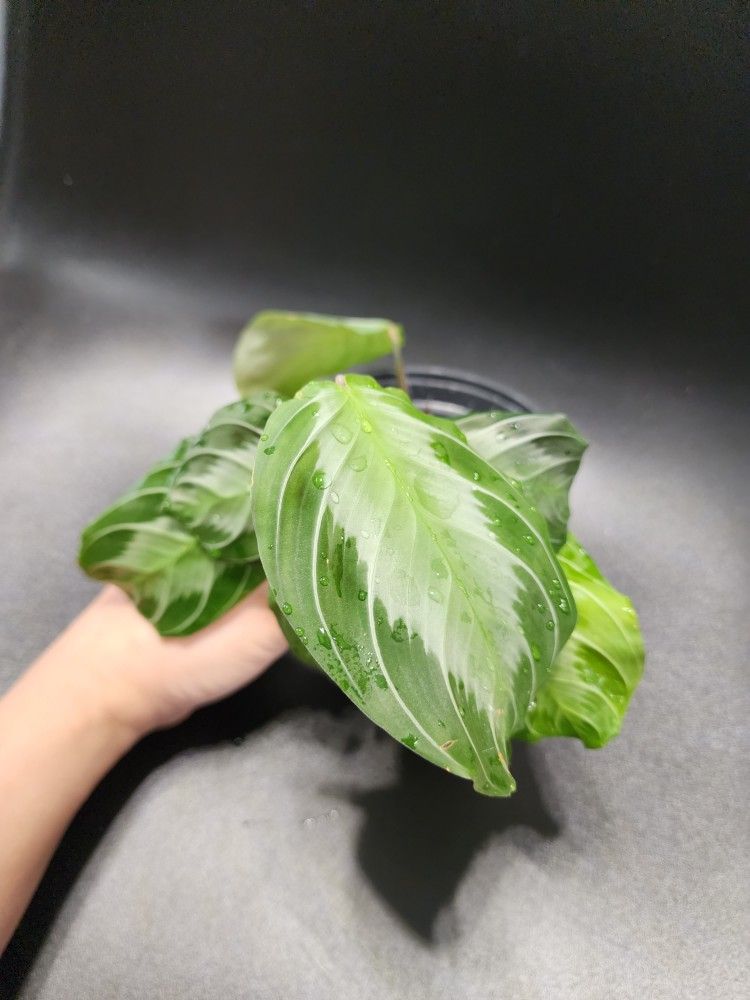 Silver Band Maranta Prayer Plant