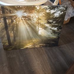 Large Canvas Wall Pic Trees And Sun  38x30