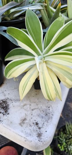 Agave Attenuata Half Moon RARE