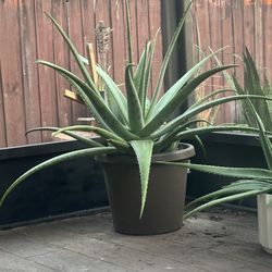 Very Large Aloe Vera Plant 