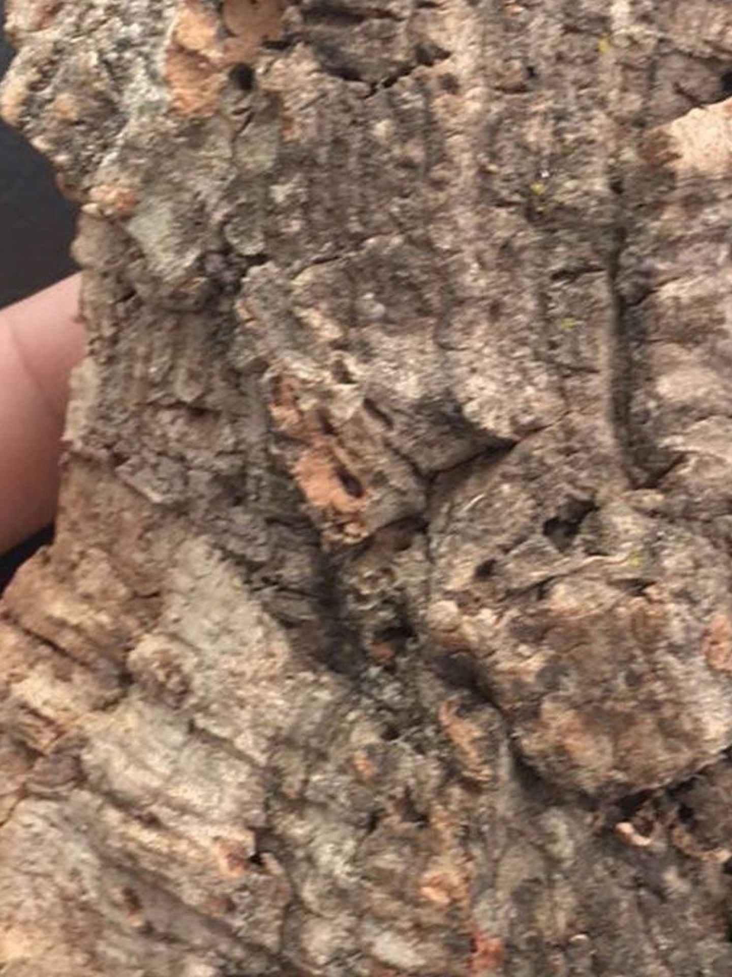 CORK Fresh clean virgin cork bark for Sale in Los Angeles, CA OfferUp