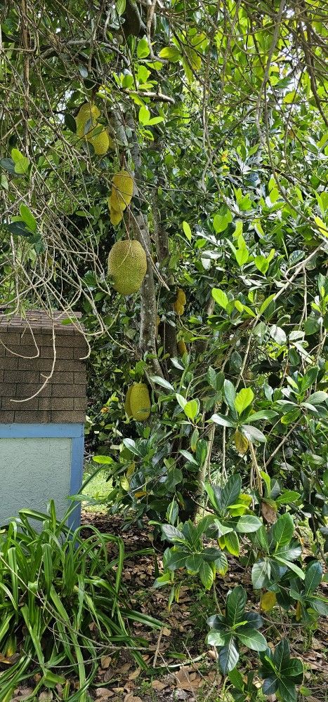 Organic Locally grown Jackfruit