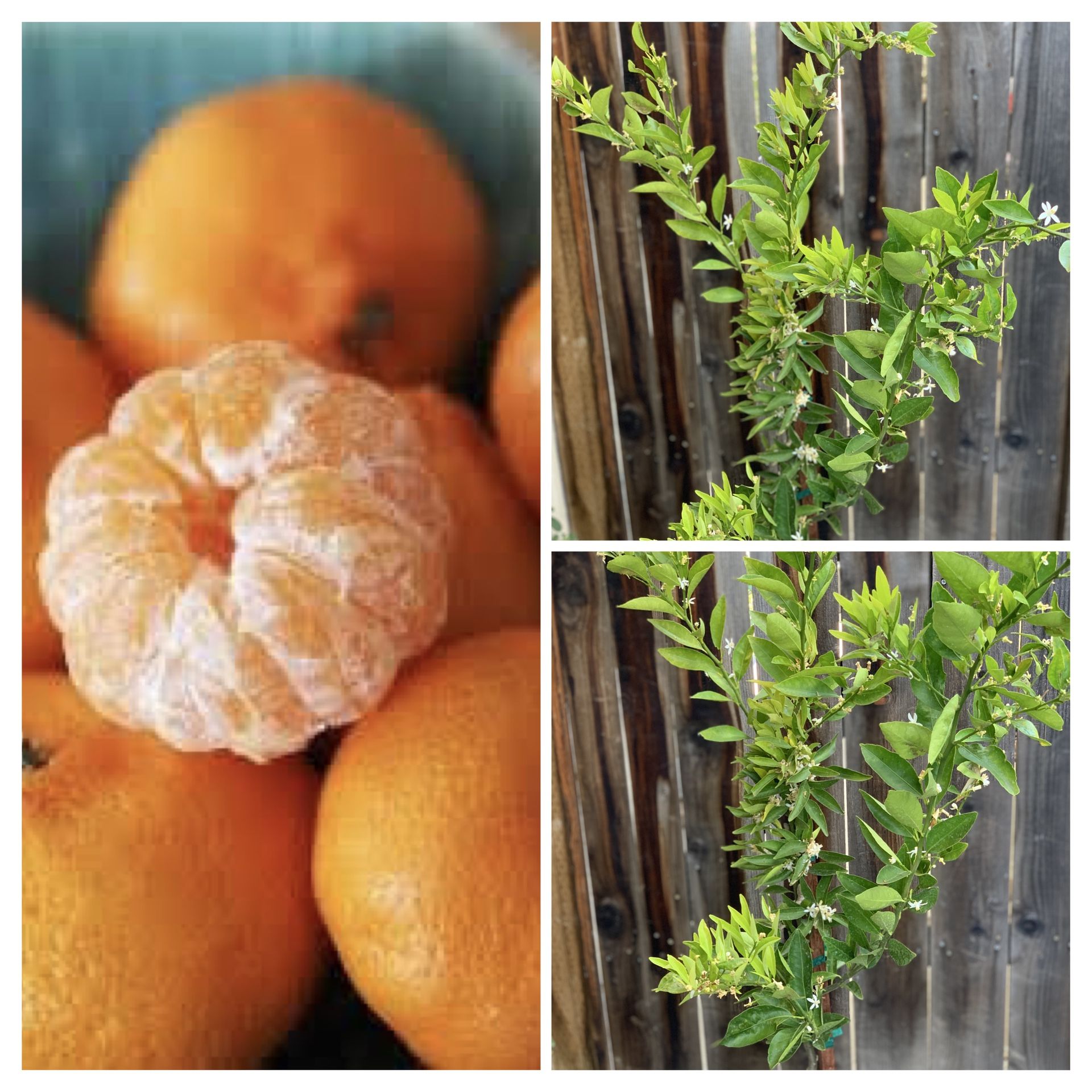 Rare Semi Dwarf Kishu Mandarin Orange Grafted Fruit Tree 5 Gallon Pot Over 4 to 5 FT Tall Blooming