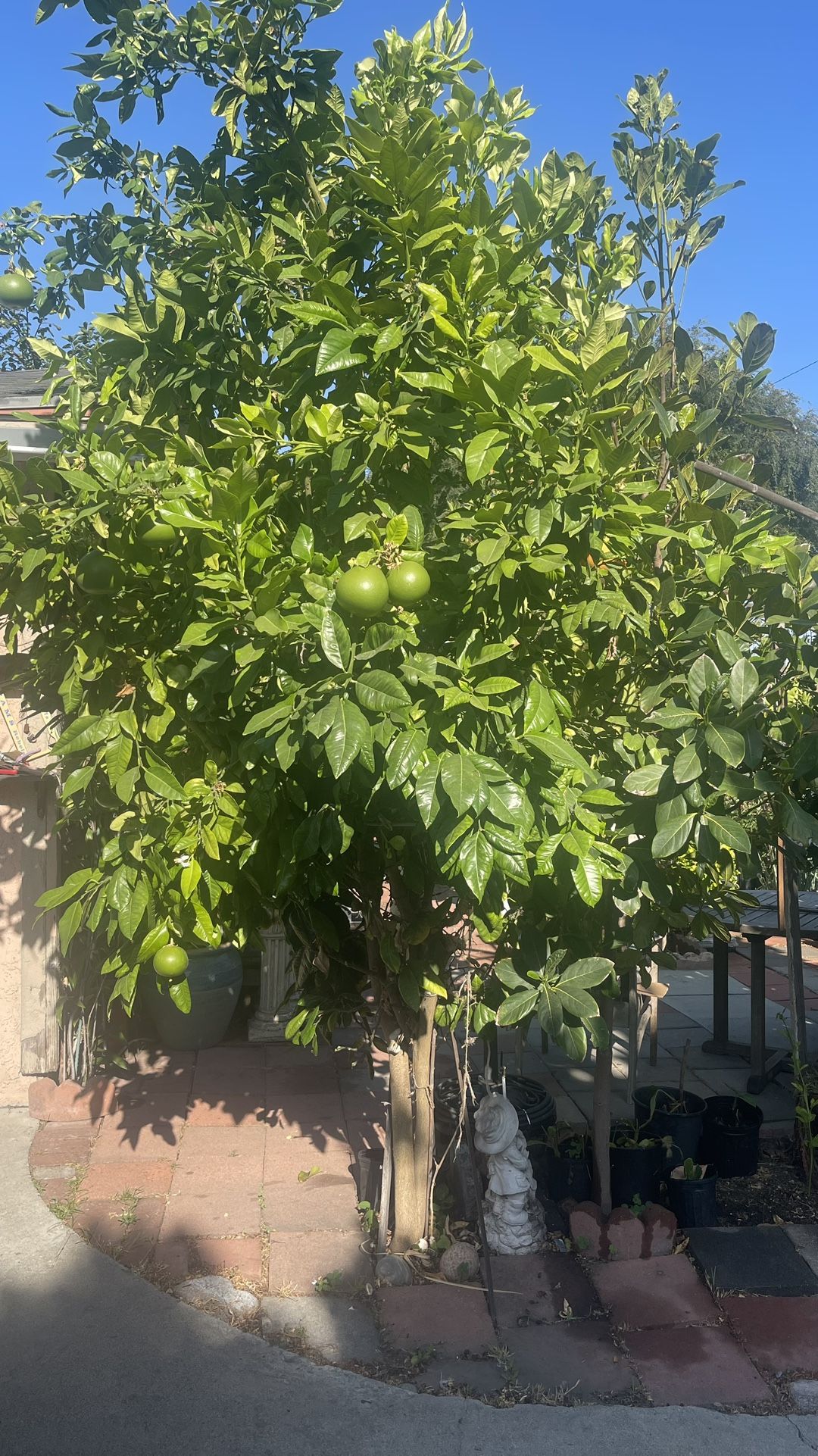 Grapefruit Tree with Lots of Fruits For Sale / OBO