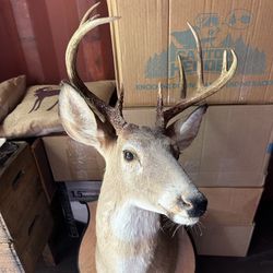 Taxidermy Mounted 10-Point White Tail Deer Head