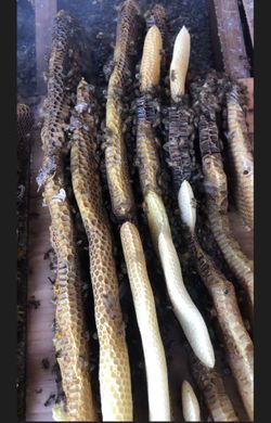 Honeybee Swarm Removal