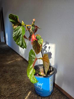 Polka Dot Begonia Plant