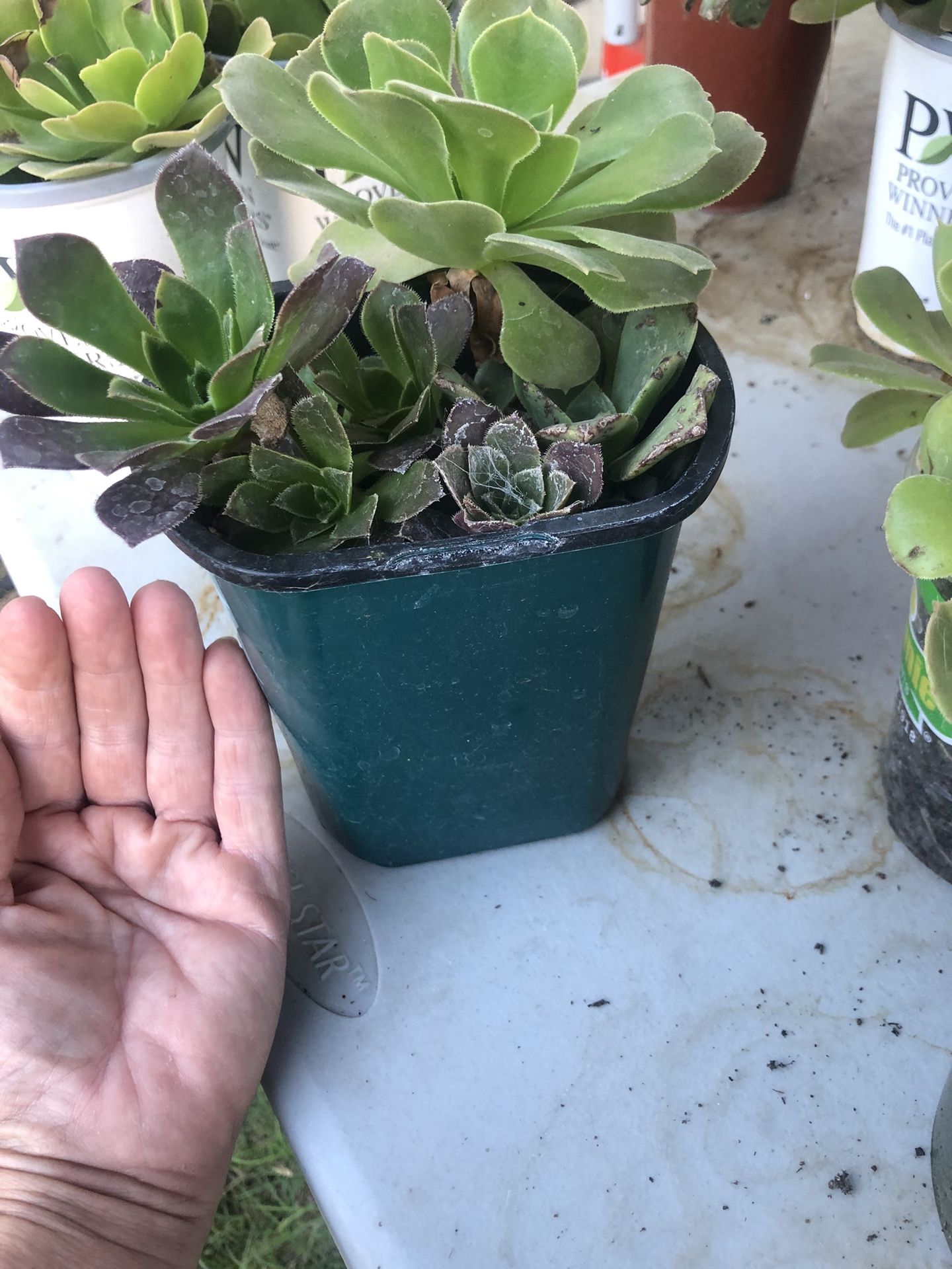 5 Succulents In Pot