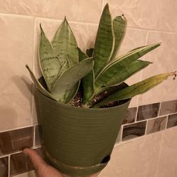 Snake Plant Night Owl