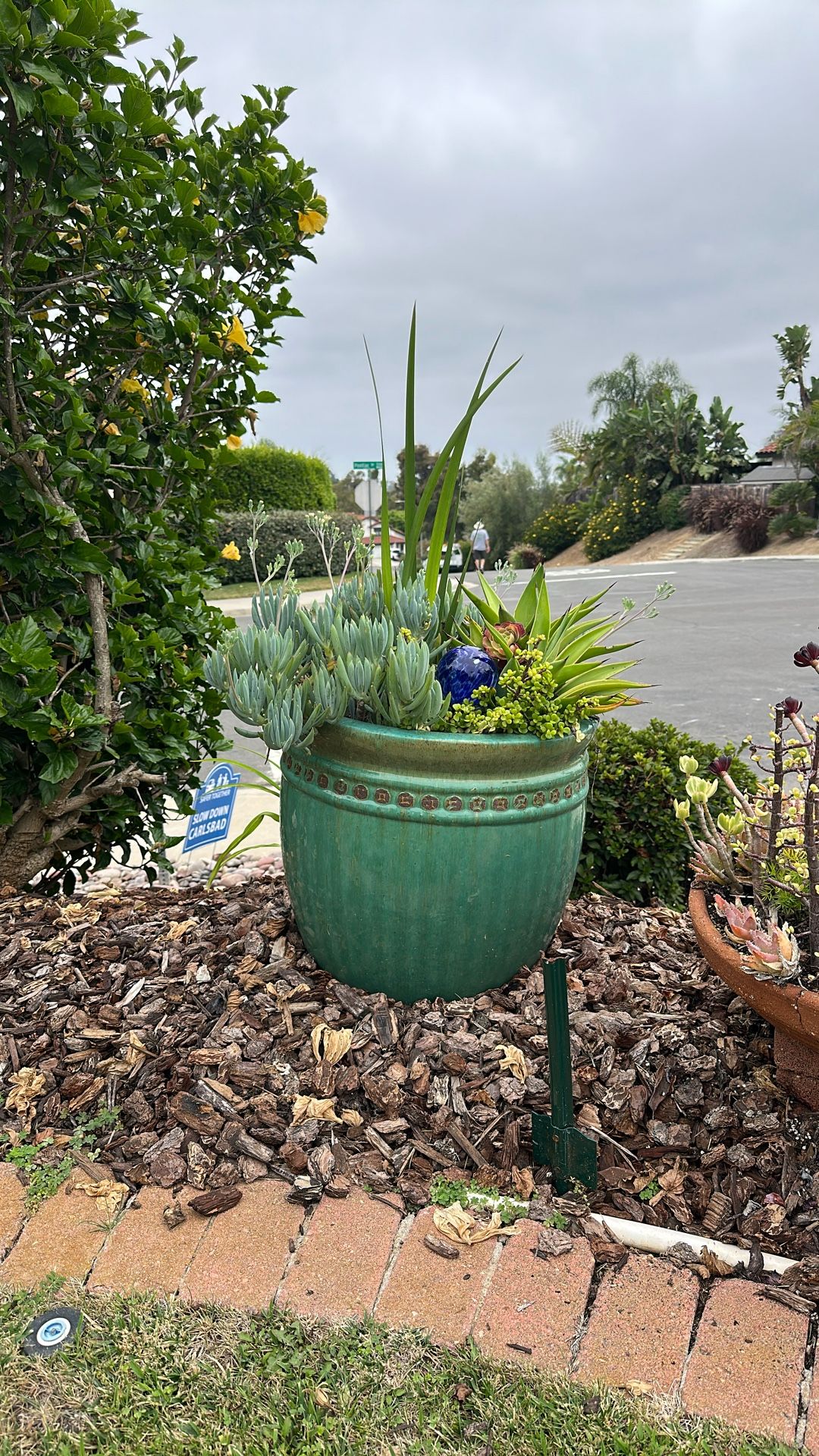 Four beautiful ceramic pots with succulents