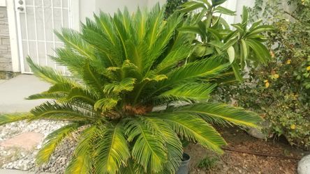 Sago palm tree 85