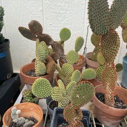 Mickey Mouse Or Bunny Ear Plants