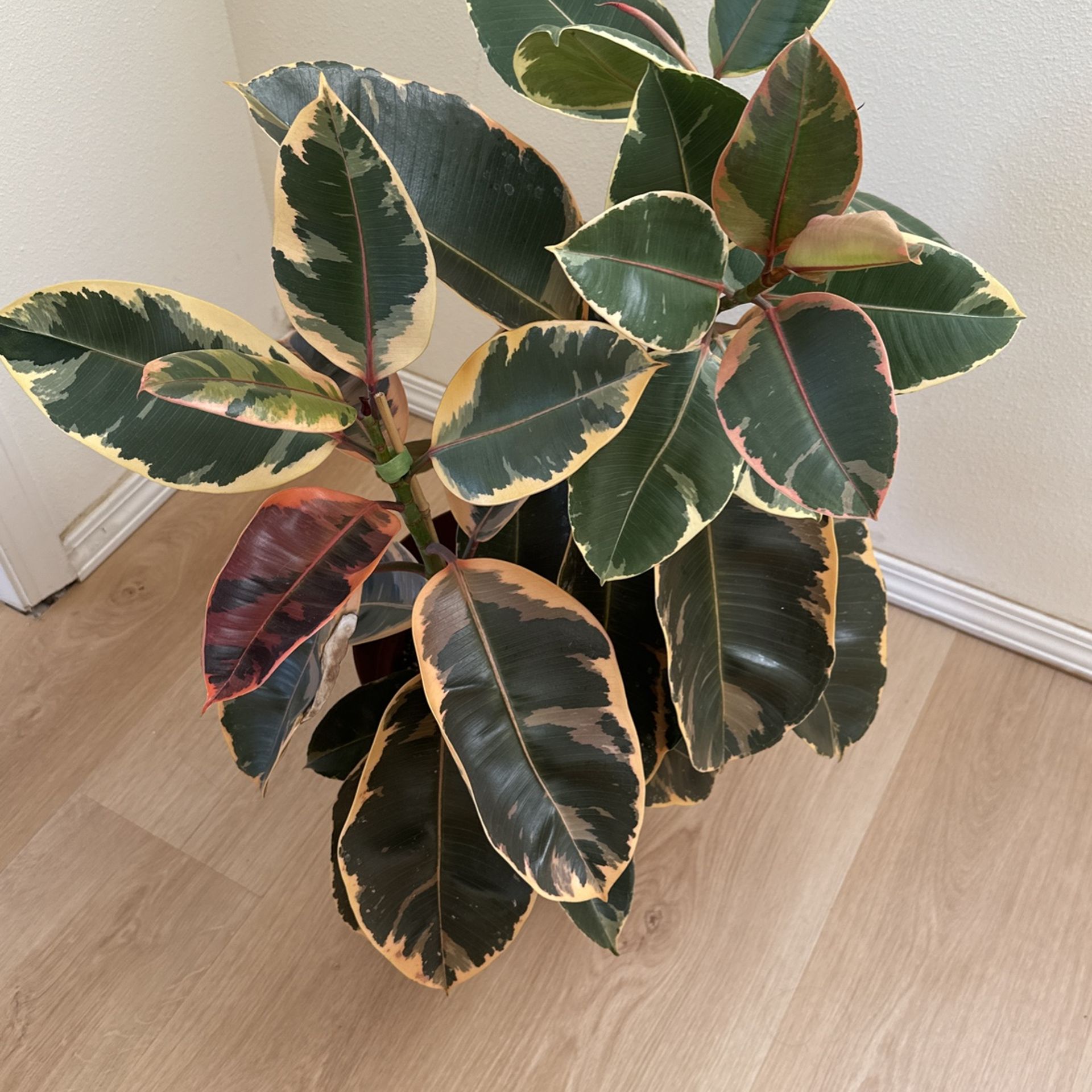 Ruby Ficus