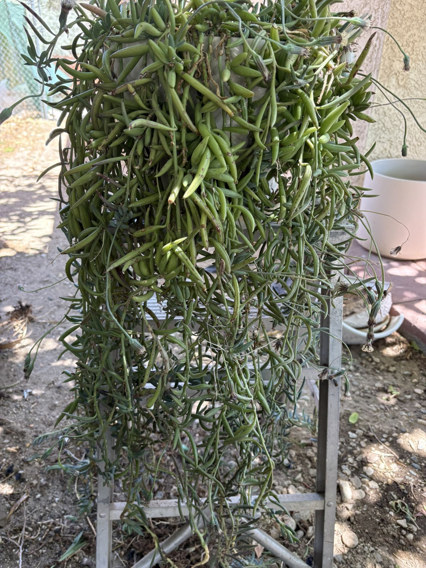 Bonita Planta
