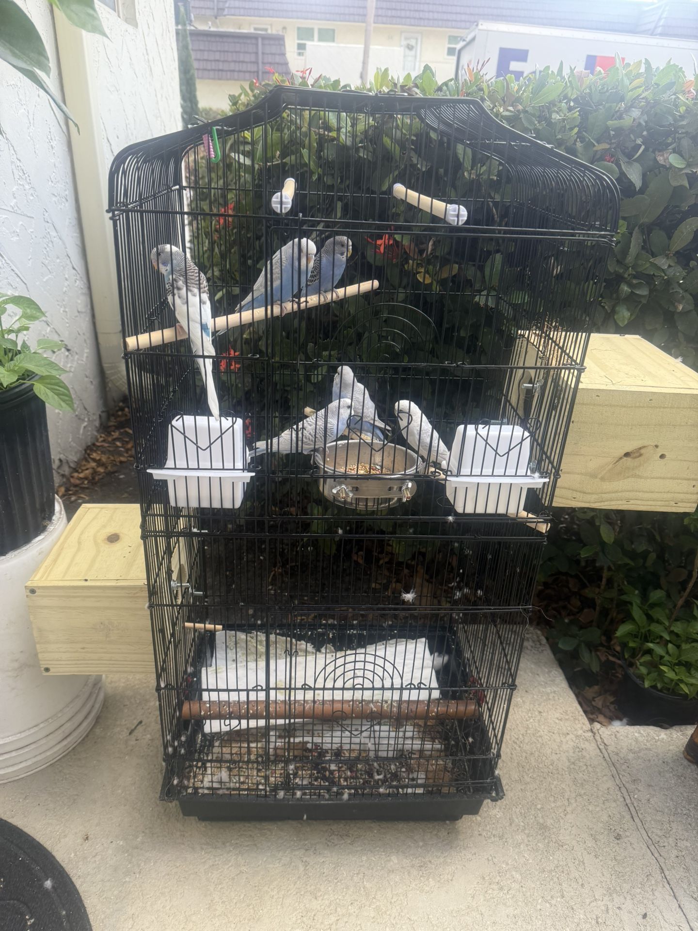 Jaulas Cages