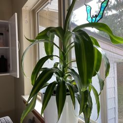 Corn Plant 🪴 
