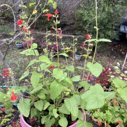 Red Salvia / Scarlet Sage Plant