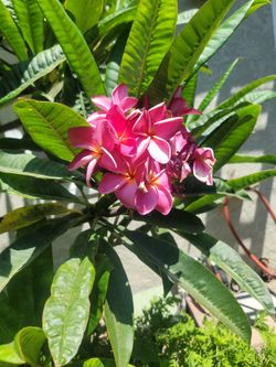 Hawaiian Pink Plumeria