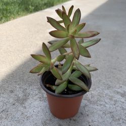 Succulent 