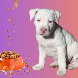 Dog food