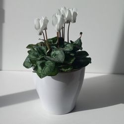 Blooming White Persian
Violet Plant/  House Plant/ Indoor Plant 