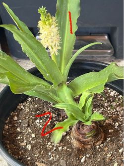 Pineapple lily