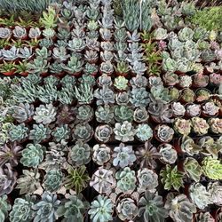 Succulents