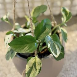 N’Joy Pothos In Ceramic Hanging Pot