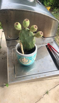 Cool cactus plant