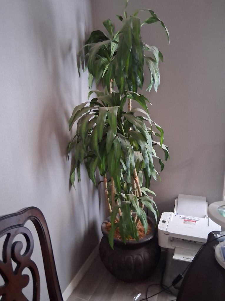 Large Indoor Plant
