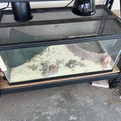 Reptile 40 Gallon Tank