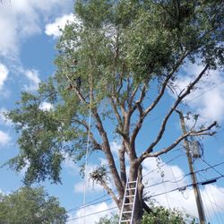 Tree Trimming 