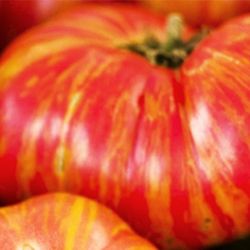 Organic Big Rainbow Tomato Seeds! 2026 SEASON EARLY RELEASE! Available Now! 