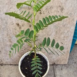Tamarind Tree