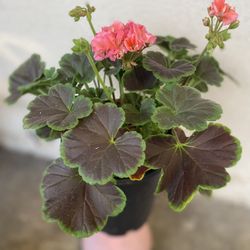 Exotic Rare Geranium Plant, In 1 Gallon Pot Pick Up Only