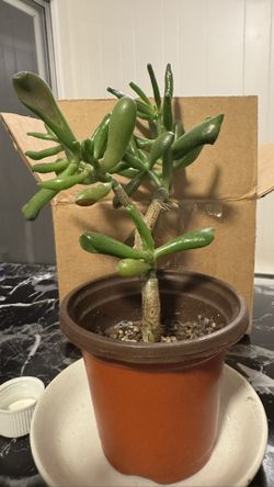 crassula ovata gollum plant