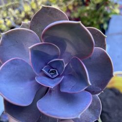 Purple Succulent 