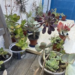 ‼️🌵🪴MOVING OUT PLANTS SALE! EVERYTHING MUST GO! 🌱🪻‼️