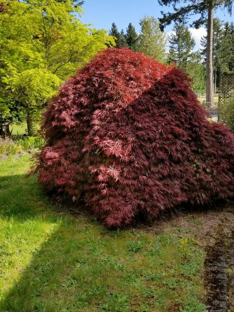 Japanese lace leaf maple