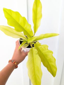 Philodendron Gold Saw Plant 4" Pot - Indoor House Plants