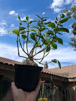 Ant 🐜 Plant "Caudex " $38