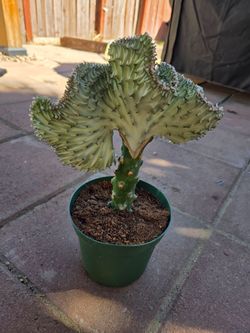 Crested Euphorbia Cactus (Mermaid Tale)