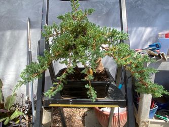 Bonsai Japanese Garden Juniper healthy  $120
