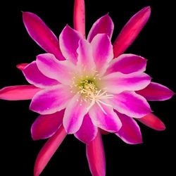 Larry Konishi Epiphyllum Cutting